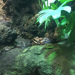 Mountain Chicken frog