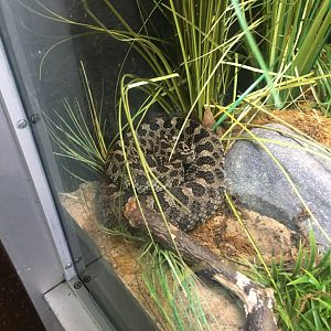 Eastern Massasauga Rattlesnake