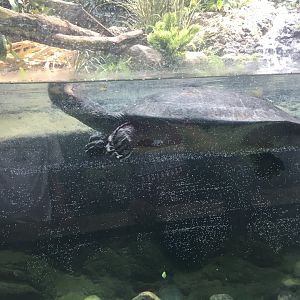Giant South American river turtle