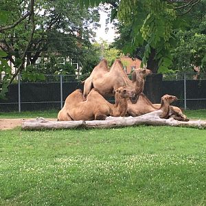 Bactrian Camels