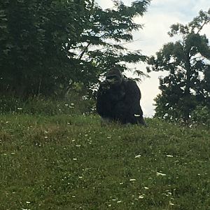 Western Lowland Gorilla