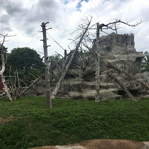 Japanese Macaque exhibit