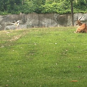 common eland + white stork