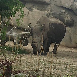 Southern White rhinoceros