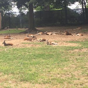 Red kangaroos