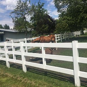 Buster and Trio (former race horses)
