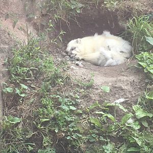 Arctic Fox