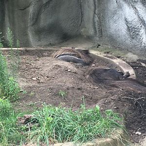 Giant Anteaters