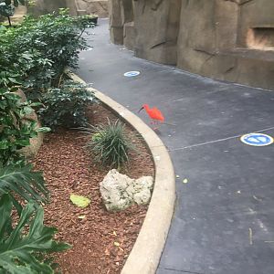 Scarlet Ibis