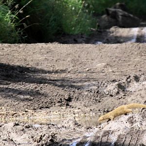 small Indian mongoose (Urva auropunctata)