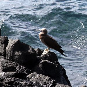 brown booby (Sula leucogaster)