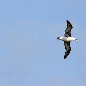 Laysan Albatross (Phoebastria immutabilis)