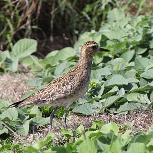 Pacific Golden Plover (Pluvialis fula)