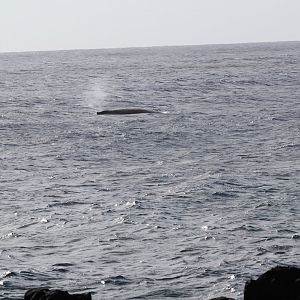 humpback whale (Megaptera novaeangliae) close to the shore