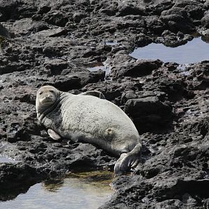 Hawaiian monk seal (Neomonachus schauinslandi)