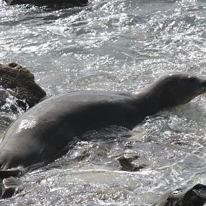 Hawaiian monk seal (Neomonachus schauinslandi)
