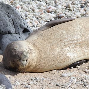 Hawaiian monk seal (Neomonachus schauinslandi)