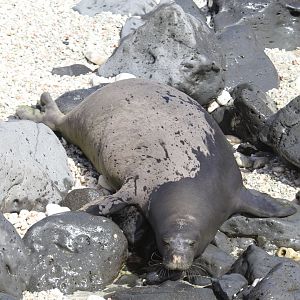 Hawaiian monk seal (Neomonachus schauinslandi) climbing into the water