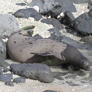 Hawaiian monk seal (Neomonachus schauinslandi) climbing into the water