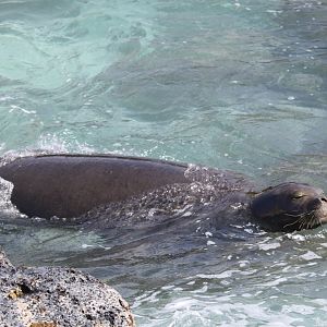 Hawaiian monk seal (Neomonachus schauinslandi)