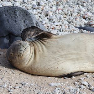 Hawaiian monk seal (Neomonachus schauinslandi)