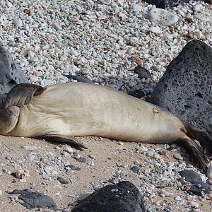 Hawaiian monk seal (Neomonachus schauinslandi)