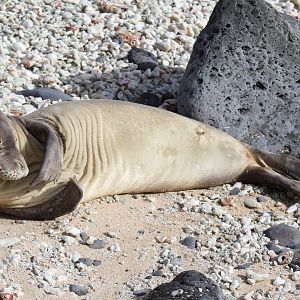 Hawaiian monk seal (Neomonachus schauinslandi)