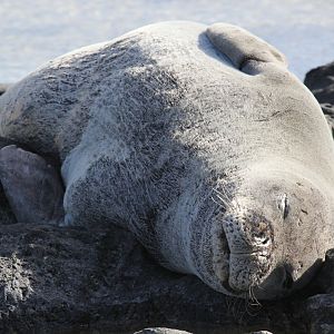 Hawaiian monk seal (Neomonachus schauinslandi)