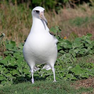 Laysan Albatross (Phoebastria immutabilis)