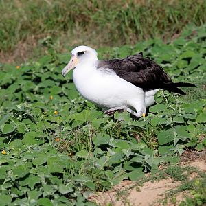 Laysan Albatross (Phoebastria immutabilis)