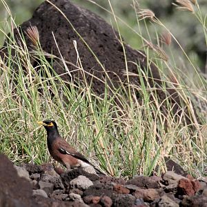 Common Myna (Acridotheres tristis)