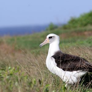 Laysan Albatross (Phoebastria immutabilis)