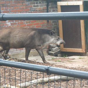 Tapir