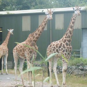 Giraffes