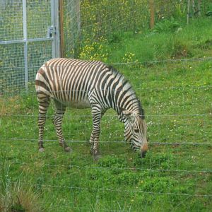 Hartman's Mountain Zebra