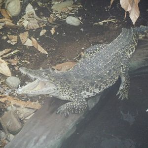 Cuban Crocodile