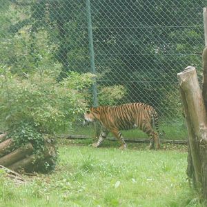 Sumatran Tiger