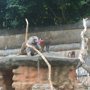 Baboons