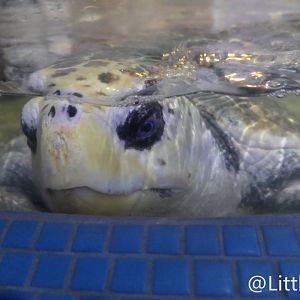 Loggerhead Sea Turtle（Caretta caretta）