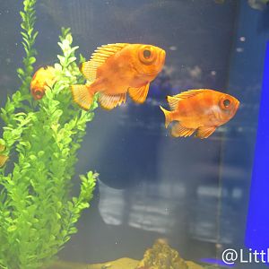 Japanese bigeye（Pristigenys niphonia）