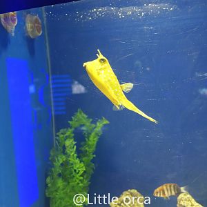 Longhorn Cowfish（Lactoria cornuta）and Harlequin Tuskfish（Choerodon fasciatus）