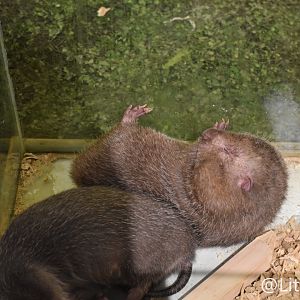 Hoary Bamboo Rats（ Rhizomys pruinosus）