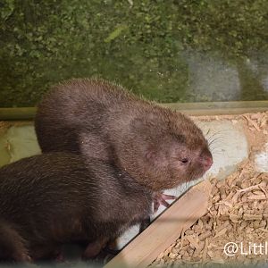 Hoary Bamboo Rats（ Rhizomys pruinosus）