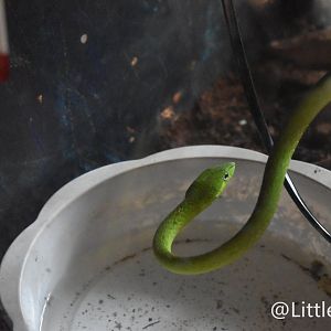 Oriental whip snake/ Asian vine snake  (Ahaetulla prasina)