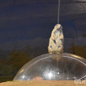 Black-tailed Prairie Dog（Cynomys ludovicianus）