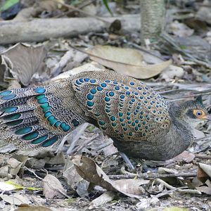 Malayan Peacock-Pheasant - Taman Negara
