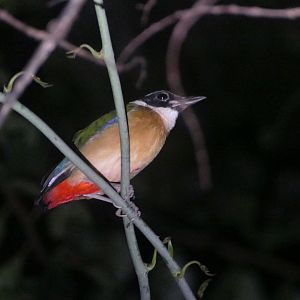 Blue-winged Pitta - Taman Negara