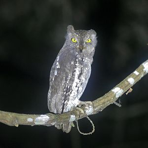 Sunda Scops Owl - Taman Negara