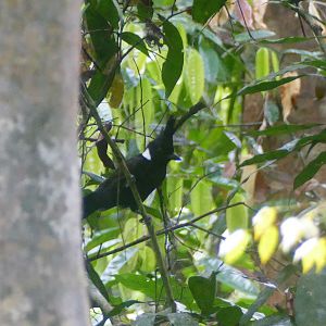 Crested Shrikejay - Taman Negara