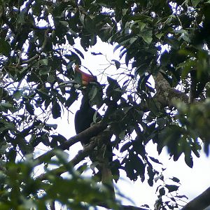 Rhinoceros Hornbill - Taman Negara
